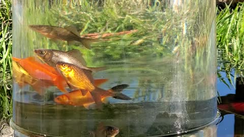 Goldfish in the sun