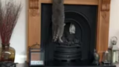 Cat adorable can't climb fireplace mantle
