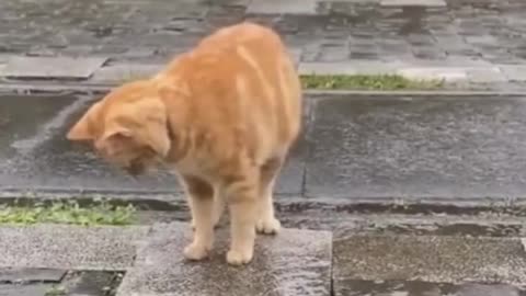 Cute cat Play mind game