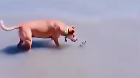 cute dog wandering on shore
