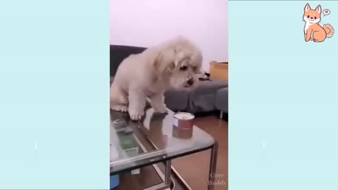 🤣Funny Dog Videos for 2021🤣 🐶