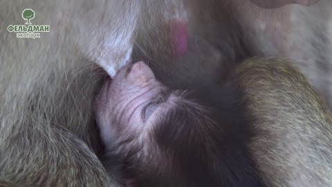 Выкармливание детенышей обезьян в Фельдман Экопарк /Bringing up of monkey cubs in Feldman Ecopark