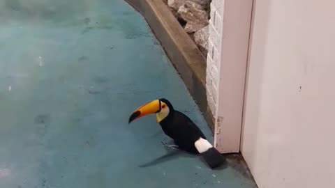 Toco Toucan video