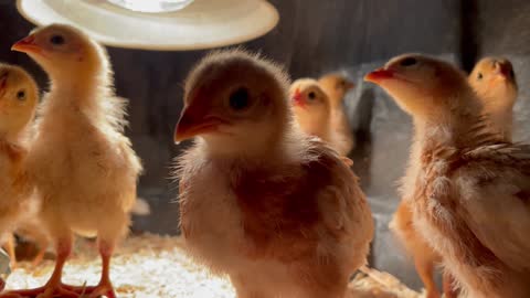 Chicks - Week 3