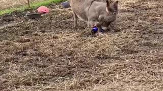 Donkey Delighted About New Ball