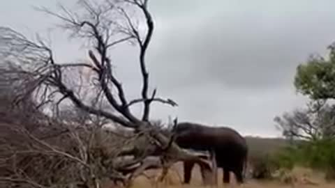 Elephant destroys Tree - Elephant vs Tree
