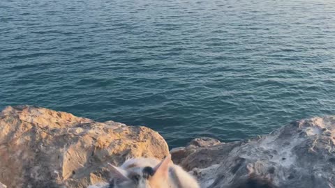 Cat enjoys laying on a rock