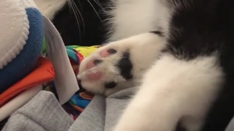 Tuxedo cat does not want his hooman to touch his paws