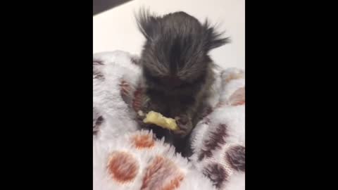 FINGER MONKEY - Cute and Funny Video Of Common Marmoset Monkey 2021