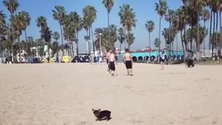 Small black dog running around on sand at beach