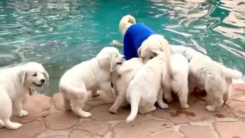 Puppy Palooza and Pajamas at the pool! 😳😳