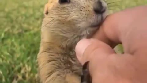 Cute beaver baby Getting Attention