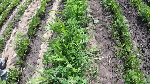 Weed Zapping on an Organic Farm