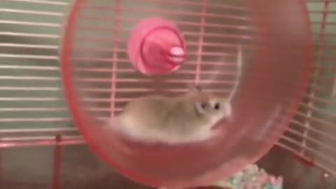 Hamster fail