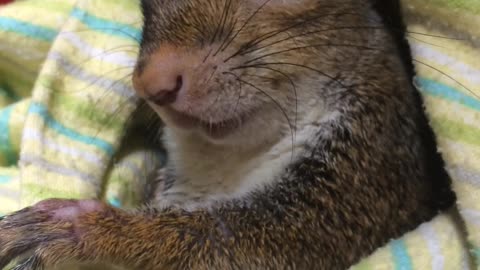 Handicapped Squirrel Finds Loving Family