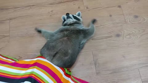Fat raccoon struggles to squeeze through cat tunnel opening