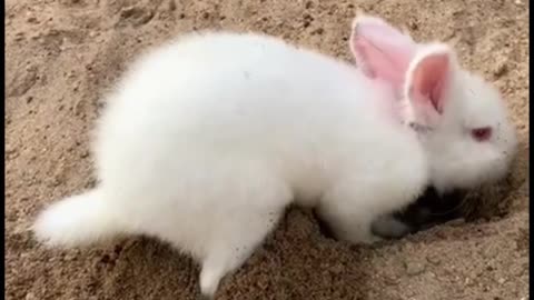 Cute Rabbit Digging The Soil Funny Rabbit Videos