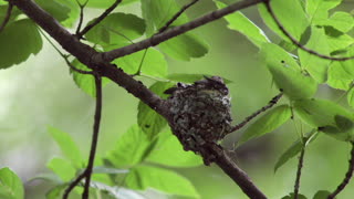 Black-chinned Hummingbird Nest