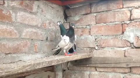 Beautiful pigeon breeder pair best flying tadeey