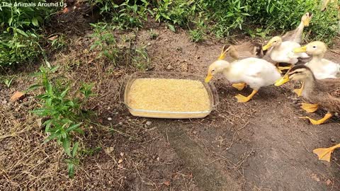 Feeding_Ducks_P1_Rice_+_Tiny_Shrimp_-_SOO_Cute_animals_Videos