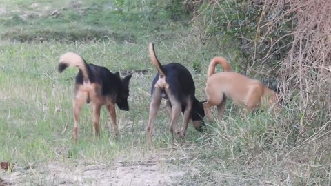 Wow!! See a Shepherd dog and her best friend happy to see each other.