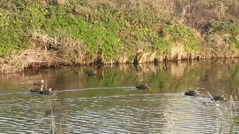 Ducks swimming in the lake.