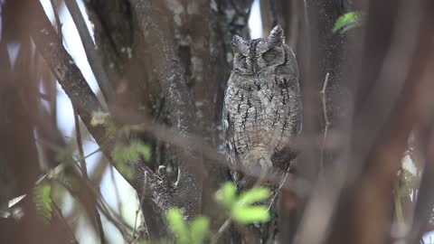 A grey owl rest on the tree