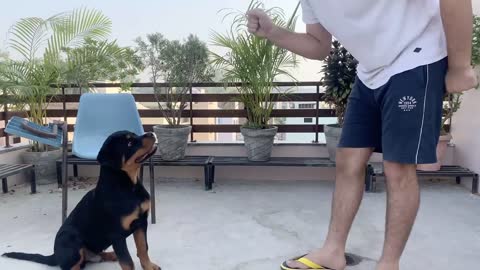 ⁣TRAINING OF SPEAK COMMAND | HOW TO TRAIN YOUR DOG TO SPEAK COMMAND|ROTTWEILER DOG TRAINING