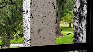 Lovebugs Swarm and Cover House