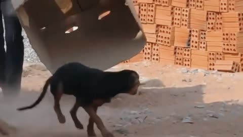 Funny prank in animal 🤣 best funny video in 2022