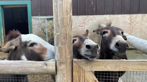 3 Hilarious Donkeys