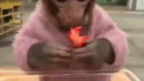 Gorila comendo morango
