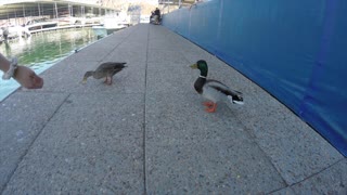 Feeding the hungry fish at Lake Mead.