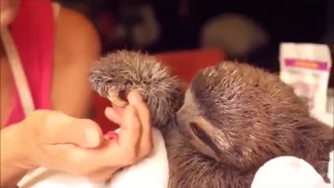 Baby Sloths Being Sloths - FUNNIEST Compilation (2021)
