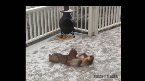 Mama Lynx and Kittens Extended Video of Play on Alaska Deck!