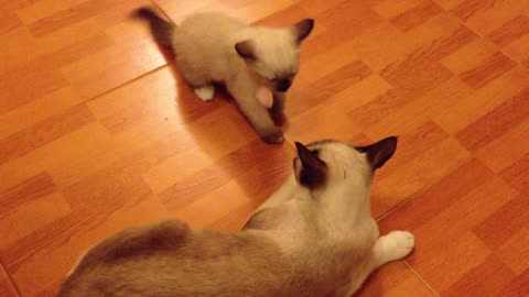 The kitten plays with her mother