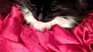 Black and white cat laying on pink blanket meows when camera shows face