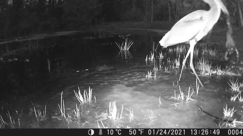 Bullfrog V. Great Blue Heron