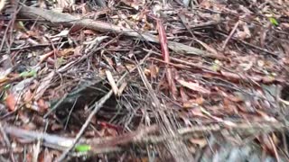 Eucalyptus Trees Foaming After Soaking Rain