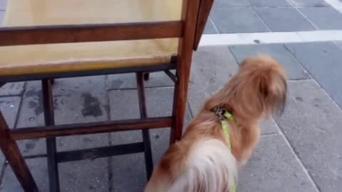 Pekingese dog watching passers-by