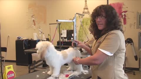 How to Use Clippers when Grooming a Shaggy-Haired Dog : Dog Grooming