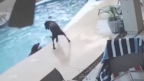 Dog Saving Other Dog In Swimming Pool