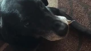 Black dog wont give owner wrapper and shows teeth every time he gets close