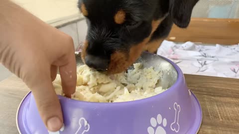 Homemade Food for Dogs with 100% Result | All Day Meals