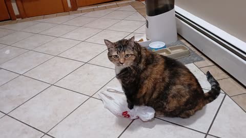 Plastic Bag Pounce