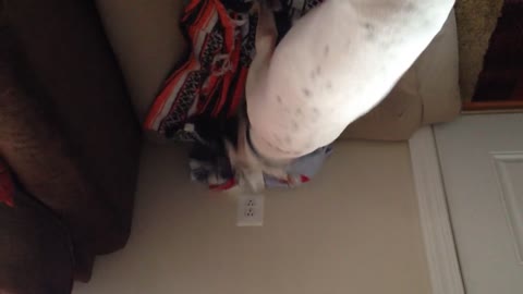 Dog tries to cover air freshener with his blanket