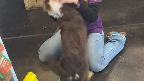 Dog's Emotional Reunion With Her People