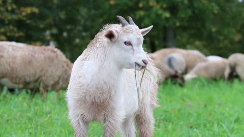 Cute little goat