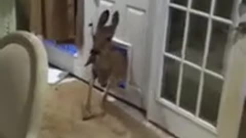 An intruder roe deer like a dog