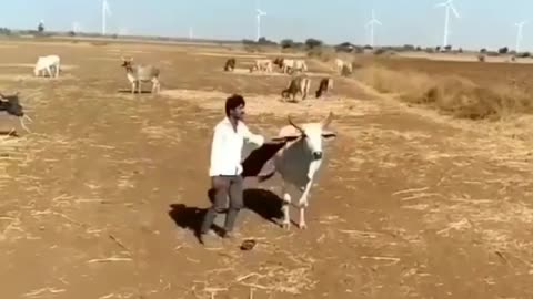 Cow loves owner